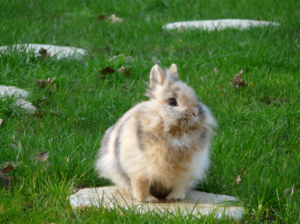 Finis les tests sur animaux !