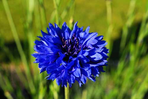 Fleur de bleuet